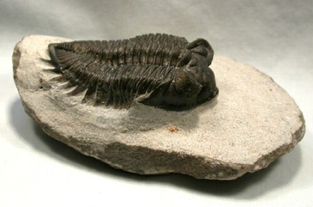 Trilobites from Morroco